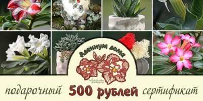 Поступление: СЕМЕНА, РАСТЕНИЯ, ПОДАРОЧНЫЕ СЕРТИФИКАТЫ. Много НОВИНОК!