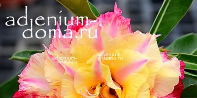 Большое поступление СЕМЯН АДЕНИУМА ЭЛИТНЫХ СОРТОВ (ручное опыление). Часть 1 из 2.