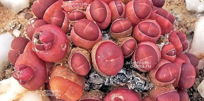 Поступление: ЖИВЫЕ КАМНИ (Лапидария, Оофитум, Танкана, др.), СУККУЛЕНТЫ (Дудлея, Эониум, Рипсалис, др.), КАКТУСЫ (Астрофитум, Лобивия и др.)