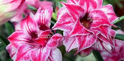 Поступление АДЕНИУМА: ЭЛИТНЫЕ СОРТА, РАСТЕНИЯ, ФИГУРКИ. Много новинок!