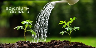 Поступление семян, стимуляторов, фунгицидов и инсектицидов. Много НОВИНОК!