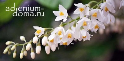Поступление: САКУРА, МАГНОЛИЯ, ШАТАВАРИ, СТИРАКС, ГЛИЦИННИЯ. Растения ТИЛЛАНДСИЯ новинки!