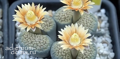 Поступление семян растений НА БУКВЫ L, R, M, P и K: Lithops, Rhipsalis, Kalanchoe, Lachenalia, Rebutia, Rabiea, Lewisia, Moringa и др.