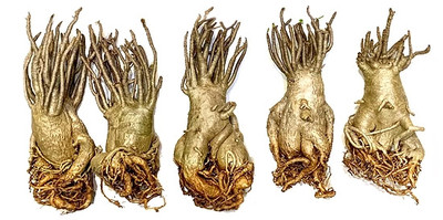 Уникальное предложение. Поступление растений: Arabicum (YSB,YLB, PNW, RCN, BLACK GIANT) и Thai socotranum GOLDEN CORAL.