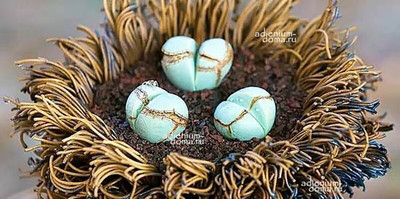 Поступление семян растений НА БУКВЫ A, B, W и Z: Albuca, Aloinopsis, Argyroderma, Astrophytum, Ariocarpus, Bombax, Wittia, Zanthoxylu и др.
