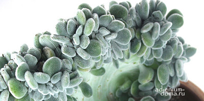 Поступление растений: ТОЛЬКО НОВИНКИ (почти) в т. ч. и Echeveria FROSTY CRISTATA. Почта и самовывоз.