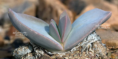 Поступление семян растений НА БУКВЫ С и D: Dinteranthus, Cheiridopsis, Conophytum, Cotyledon, Crassula, Cissus, Dionaea и др.