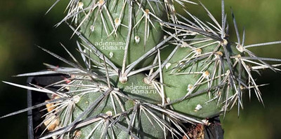Поступление семян растений НА БУКВЫ H, G и V: Greenovia, Tillandsia, Titanopsis, Tanquana, Haworthia, Villadia, Turbinicarpus и др.