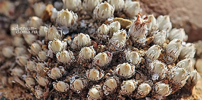 Поступление семян: СУККУЛЕНТЫ НА БУКВУ 'A' (Agave, Aloe, Adenia, Aichryson, Aeonium, Aloinopsis, Anacampseros, Antimima).