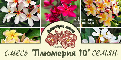 Поступление семян: ПЛЮМЕРИЯ (новинки), АДЕНИУМ, КАССИЯ, ФИКУС, РИПСАЛИС, СТЕРКУЛИЯ, АРИСТОЛОХИЯ и др.