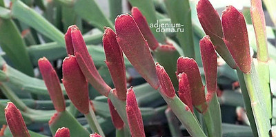 Поступление семян растений НА БУКВУ E: Echeveria, Eucalyptus, Euphorbia, Echinocereus, Echinofossulocactus, Edithcolea, Erythrorhipsalis.
