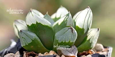 Поступление растений. Есть НОВИНКИ! Haworthia ‘ICE CITY’ и COOPERI 'TRUNCATA', крассулы, рипсалис, пахифитум, эчеверия и др.