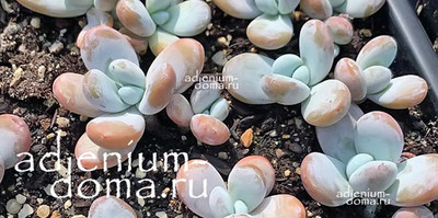 Поступление семян. МНОГО НОВИНОК: Пахифитум, Алоэ, Бегония и другие растения.