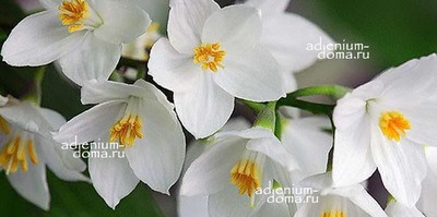 Поступление семян: ИЛАНГ, СТРЕЛИТЦИЯ, ПАДУБ, ВИСТЕРИЯ (ГЛИЦИНИЯ), ХУРМА, ЛАВАНДА, СТИРАКС, БАУГИНИЯ, ЦИМБОПОГОН и др. растения.