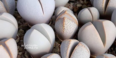 БОЛЬШОЕ поступление семян: Живые камни, Кактусы, Суккуленты и другие растения. Часть 2 из 2.