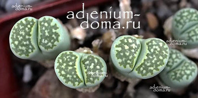 Поступление семян: ТОЛЬКО НОВИНКИ ЖИВЫЕ КАМНИ! Много литопсов, в том числе МАЛАХИТОВЫЙ, Дидимаотус, Одонтофорус, Нанантус и др.