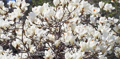 Поступление семян: ЦЕРОПЕГИЯ, ДИОНЕЯ, ДИОСКОРЕЯ, КЛЕН, АКТИНИДИЯ, КАЛИКАНТУС, РОСЯНКА, МАГНОЛИЯ, ФИСТАШКА, САРРАЦЕНИЯ, АЛЬБУКА и др.