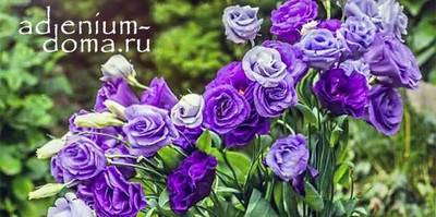 Большое поступление семян ЦВЕТУЩИХ РАСТЕНИЙ: Эустома, Азарина, Куфея, Георгина, Гербера, Герань, Бегония, Ипомея, Виола и др.