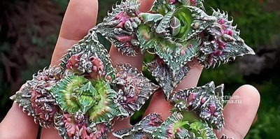Поступление семян: 33 НОВИНКИ! Долгожданная Крассула Умбелла, Цветная фаукария, Бегония, Молодило, Тилекодон, Добения, Ятрофа и др.