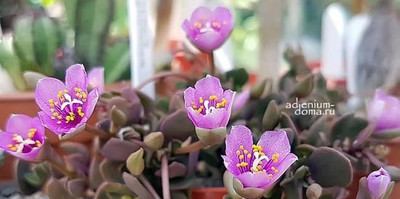 Поступление семян: ЕСТЬ НОВИНКИ! Кроталярия, Альбука, Астрофитум, Грахамия, Псевдолитос, Синнингия, Пахиподиум и др.