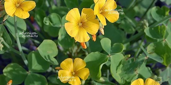 Поступление: Тилекодон, Стапелия, Ранункулюс, Петуния, Перовския, Мак, Кислица, Гардения, Эустома, Авония, Осока, Альбука, Шлюмбергера и др.