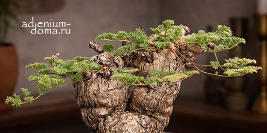 Долгожданное поступление семян из Африки (Отонна, Авония, Адромискус, Цифостемма, Диоскорея, Массония) + новинки - разнообразные миксы.