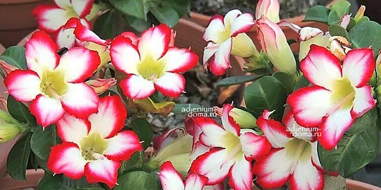 Поступление семян адениума. В том числе арабикумы и семена ручного опыления.