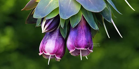 Поступление семян. Есть новинки: Алоказия, Алоэ, Амарант, Анакампсерос, Аризема, Астролоба, Брахея, Делоникс, Нигелла и др.