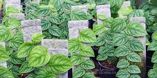 Поступление семян: Много новинок! Монстера, Акация, Хавортия, Лобивия, Лоропеталум, Маммиллярия, Пахифитум, Земляничное дерево, Бейзелия...