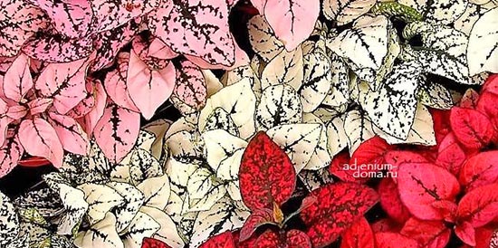 Поступление семян: 44 позиции. Гастерия и Хавортя от Ренни Вонг, Гипоэстес, Колеус, Конофитум, Литопс, Плейоспилос фиолетовый, Титанопсис...