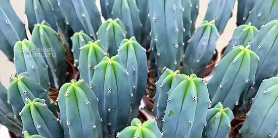 Поступление растений. ЧАСТЬ 2 из 2. Портулакария, Сенецио, Титанопсис, Крассула Храм Будды, Монстера, Литопс, Эхинопсис и др.