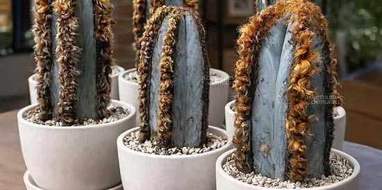 Поступление: Протея, Валличия, Сонерила, Шизостахиум, Реснова, Птеродискус, Лавровишня, Альпиния, Саркококка, Клекачка, Уайтхедия и др.