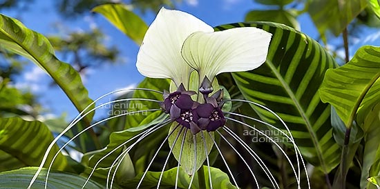 Поступление семян: Стефания, Аихризон, Тилландсия, Бофортия, Такка, Бульбина, Канарина, Дудлея, Муррайя, Местоклема, Склерокария и др.