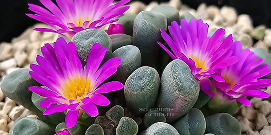 Поступление семян: Молитвенник, Босвеллия, Цикламен, Эдитколея, Банан, Титанопсис, Трахелоспермум, Антимима, Аргиродерма, Эриосице, Фрития.