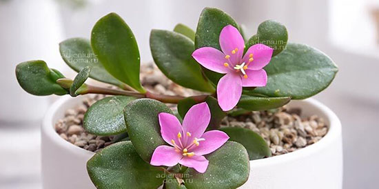 Поступление семян и сопутствующих товаров. ОРТРАН - инсектоакарицид нового поколения. Филлоболюс, Пеларгония, Грахамия, Фукерия и др.