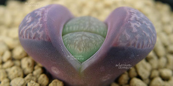 Поступление семян: ЕСТЬ НОВИНКИ! Литопс, Альбука, Ацтекиум, Караллума, Клейстокактус, Местоклема, Пахифитум и др.