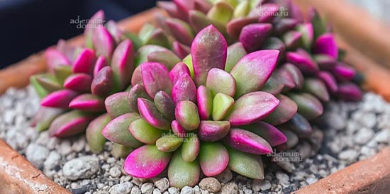 Поступление семян: МНОГО НОВИНОК! Монстера, Клен, Птеродискус, Анакампсерос, Кивано, Дримония, Эуфорбия, Строфантус, Массония, Матукана др.