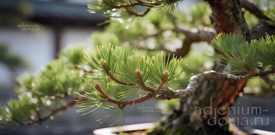 Поступление семян: много новинок! Мандарагора, Мелалеука, Пахифитум, Корилопсис, Казуарина, Эриосице, Маммиллярия, Панданус, Стенокактус...