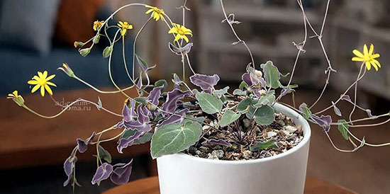 Поступление семян и клубней: Каладиум, Отонна, Бругмансия, Бульбина, Дарлингтония, Гуми, Османтус, Саррацения, Адения, Тилекодон и др.