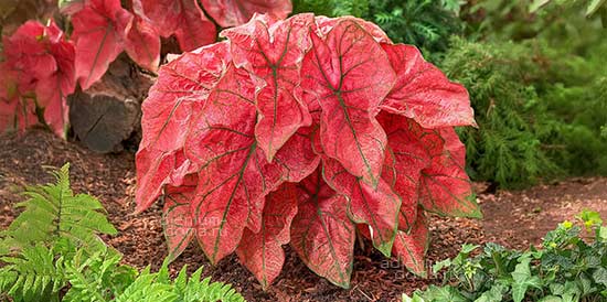 Клубни КАЛАДИУМА из питомника Флориды - долгожданная новинка сайта.