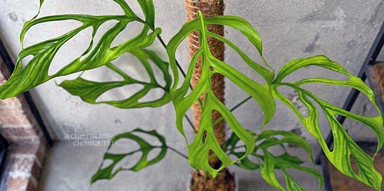 ПОСТУПЛЕНИЕ РАСТЕНИЙ: открытие сезона. Адромискус, Алоказия, Антуриум, Хойя, Кротон, Монстера вариегатная, Филодендрон, Сингониум, Пуна, др.