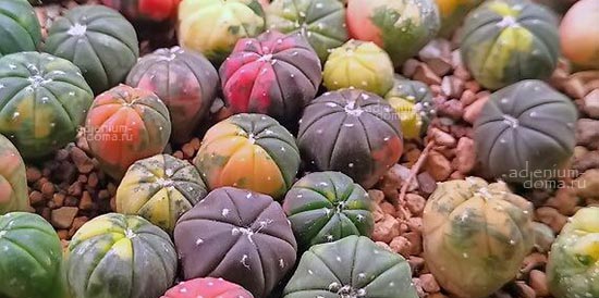 Поступление семян. Есть новинки. Псевдолитос, Альбука, Астрофитум, Бегония, Босвеллия, Бурсера, Дорстения, Пахифитум, Каланхоэ и др.