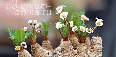 Поступление растений и семян: ОЧЕНЬ МНОГО НОВИНОК! Адениумы барашковые пестролистные, Каудексные эуфорбии, Альбуки, Сансевиерии, Психотрия..