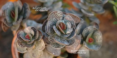 Поступление растений: 40 наименований. Часть 1 из 2. Пятнистый адромискус, Банан, Альбука, Стрелиция, Синокрассула, Сенецио шарики и др.