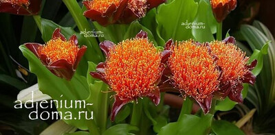 Поступление семян: Гемантус, Каладиум, Стефания, Циртантус, Трахикарпус, Дорстения, Лашеналия, Банан и др.