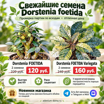 акция