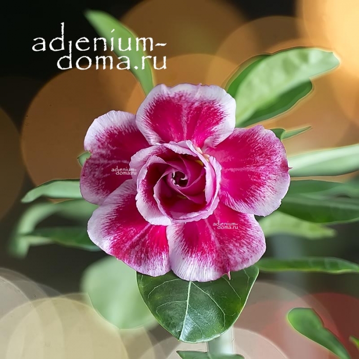 Цветение адениум обесум Adenium Obesum IRON MAN