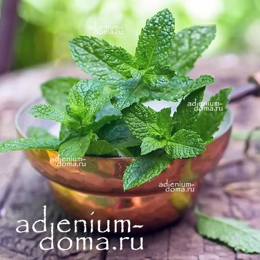 Mentha PIPERITA Peppermint Мята перечная холодная английская Мента Пиперита Пепперминт 1