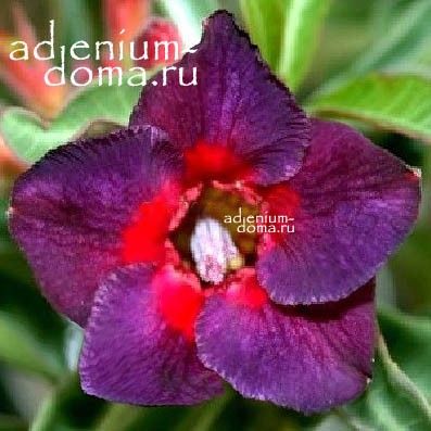 Adenium Obesum KALEIDOSCOPE