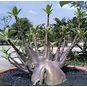 Adenium Arabicum Dwarf BLACK KNIGHT 4